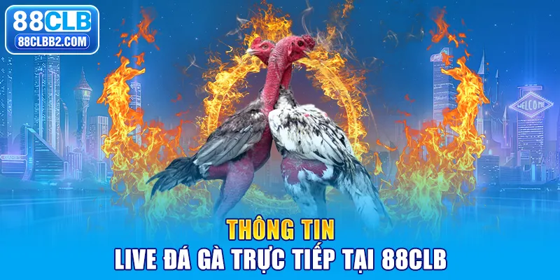 Thông tin live đá gà trực tiếp tại 88clb