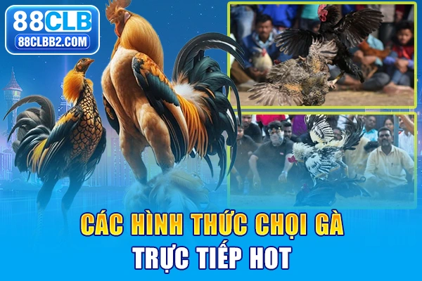Các hình thức chọi gà trực tiếp hot