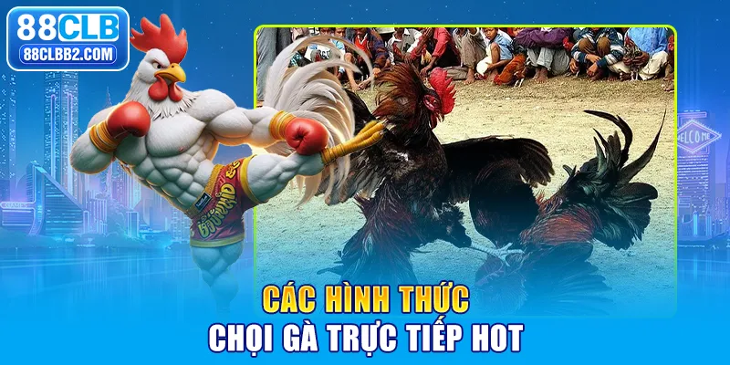 Các hình thức chọi gà trực tiếp hot