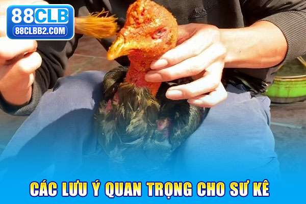 Các lưu ý quan trọng cho sư kê
