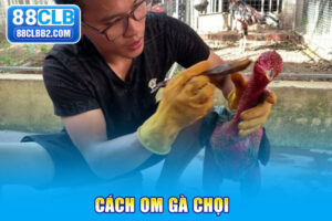 cách om gà chọi