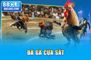 Đá gà cựa sắt