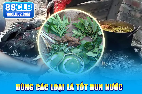 Dùng các loại lá tốt đun nước