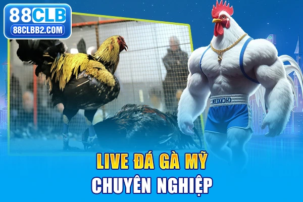 Live đá gà Mỹ chuyên nghiệp