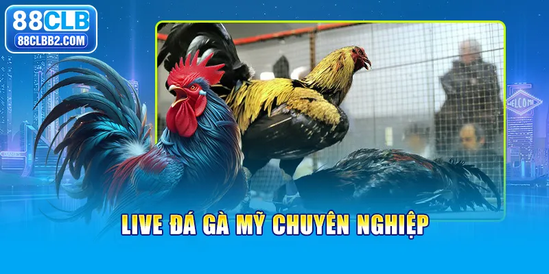 Live đá gà Mỹ chuyên nghiệp