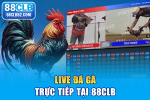 Live đá gà trực tiếp tại 88clb