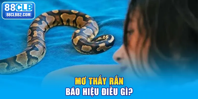 Mơ thấy rắn báo hiệu điều gì?