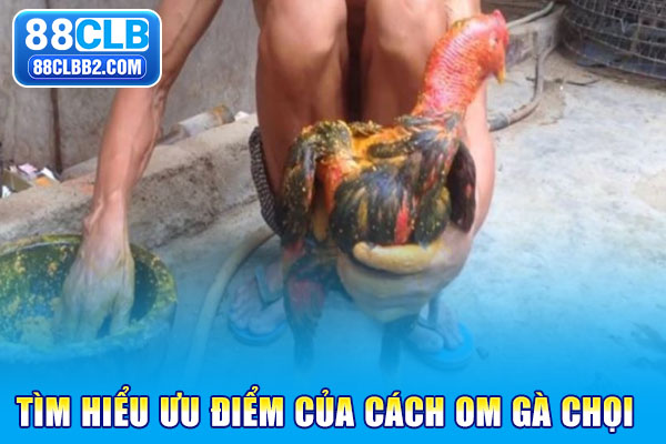 Tìm hiểu ưu điểm của cách om gà chọi
